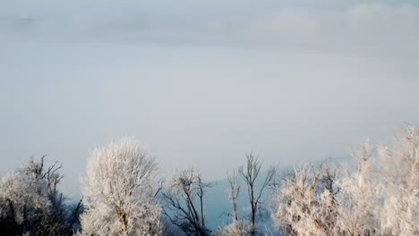 Schneebedeckte-Bäume-Auf-Der-Vogelinsel-Mitten-Im-Zugefrorenen-See-Im-Winter