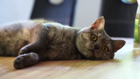 Müde-Süße-Katze,-Die-Auf-Dem-Tisch-Im-Haus-Liegt-Und-Die-Kamera-Aus-Nächster-Nähe-Beobachtet