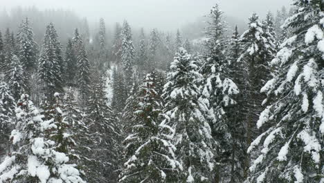 Aerial-jib-up-over-tree-tops-revealing-beautiful-forest-in-winter-with-fog-in-the-background