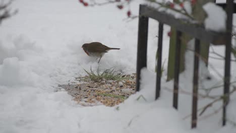 A-Robin--searching-for-food-in-the-snow