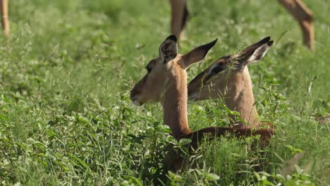 Close-up-of-two-female-impalas-lying-down-on-the-grass-in-the-sunshine
