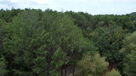 Drone-camera-footage-of-pine-forest