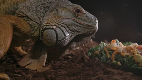 Green-iguana-walking-to-his-food