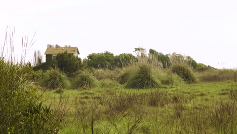 4K-cortaderia-selloana-commonly-known-as-pampas-grass-shaking-in-the-wind-with-an-old-house-in-the-background