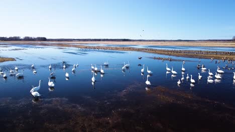 Aerial-view-of-flock-of-whooper-swans-feeding-and-having-rest-during-their-transmigration-on-the-flooded-agricultural-field,-wide-angle-drone-shot-moving-forward-low