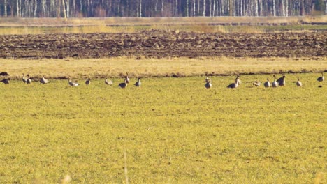 Group-of-bean-goose-in-sunny-spring-day-eating-in-agricultural-field-during-spring-migration,-farming-agriculture-and-food-production,-medium-shot-from-a-distance