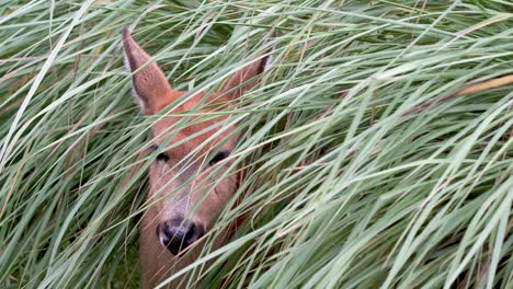 Close-up-shot-of-a-Marsh-Deer-falling-asleep-while-sitting-under-a-bush