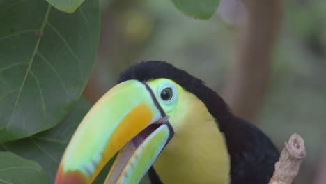 Portrait-shot-of-tropical-black-Ramphastos-Sulfuratus-with-multicolored-beak-in-jungle