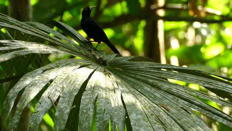 Kleiner-Schwarzer-Vogel,-Der-Auf-Einem-Großen-Baumblatt-Im-Dschungel-Steht-Und-Davonfliegt