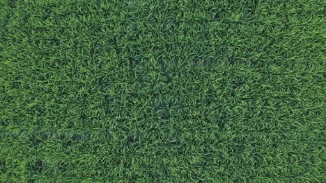 Top-down-view-of-full-rice-field-ready-to-harvest,-Aerial-Shot