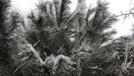 Snowfall-On-Coniferous-Tree-With-Hoarfrost-In-Winter