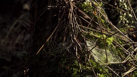 4K-close-up-on-a-cob-web-in-the-middle-of-the-moss-surrounded-by-some-pine-needles-in-the-base-of-an-old-pine-tree