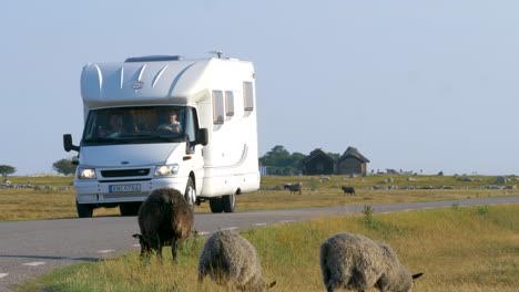 RV-driving-along-a-small-road-surrounded-by-sheep