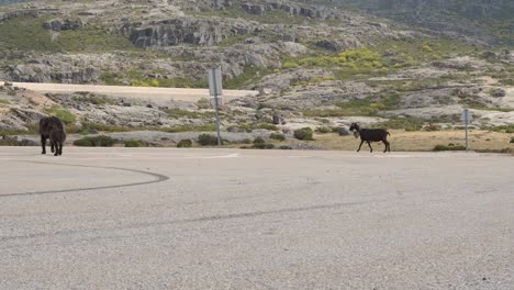 Black-goat-and-sheepdog-walking-on-road,-Serra-da-Estrela-in-Portugal