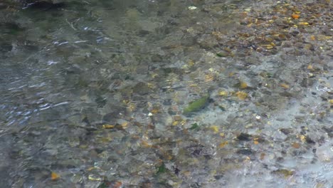 Regenbogenforellenfische-Laichen-Auf-Einem-Redd-Im-Fließenden-Süßwasserfluss
