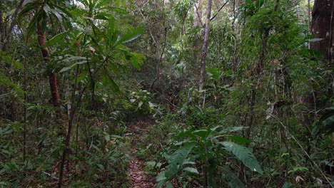 Travelling-through-a-dense-tropical-forest