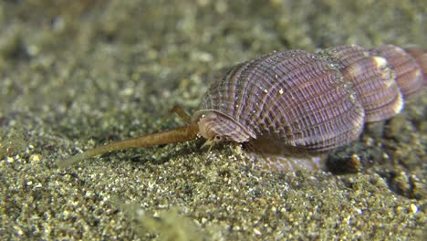sea-snail-crawling-over-sand-close-up