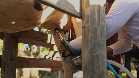 Rural-Farm-Worker-Attaches-Milk-Machine-Pump-to-Cows-Udder-Ready-for-Milking,-Brazil