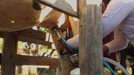 Trabajador-Agrícola-Rural-Conecta-La-Bomba-De-La-Máquina-De-Leche-A-Las-Ubres-De-Las-Vacas-Listas-Para-Ordeñar,-Brasil