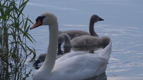 Familia-De-Cisnes-Europeos-Nadando-En-Un-Lago-Natural-Con-Plantas-Acuáticas-Durante-El-Verano,-De-Cerca