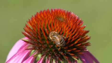 Macro-shot-of-Honey-Bee-collecting-pollen-on-red-petal-of-flower