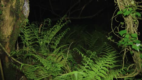 Dark-forest-at-night,-ferns-and-mossy-trees-pan-shot