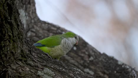 Close-up-shot-of-green-Monk-Parakeet-perched-in-tree-and-flying-away