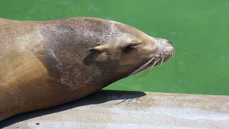 Close-up-of-cute-sea-lion-moving-on-river-shore-during-sunny-summer-day---Prores-4K