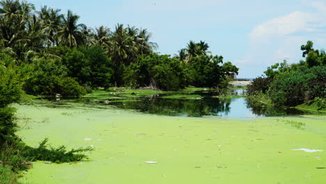 Static-view-of-polluted-riverbed-surrounded-by-lush-vegetation-in-Thain-An,-Ninh-Thuan