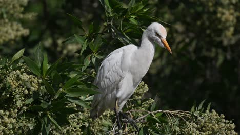 Cattle-egret-wandering-on-the-marsh-land-trees-of-Bahrain-back-waters-for-food