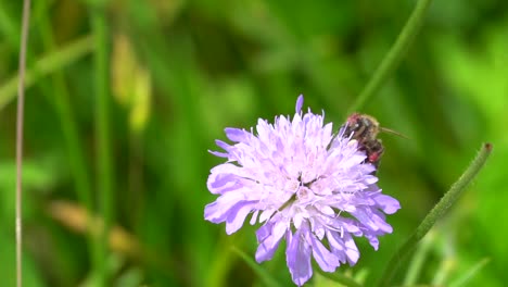 Makro-Nahaufnahme-Einer-Biene,-Die-Während-Der-Bestäubungszeit-Pollen-In-Einer-Violetten-Blüte-Sammelt