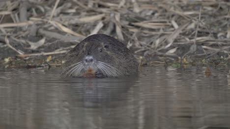 Static-front-facing-shot-capturing-a-cute-nutria,-myocastor-coypus-with-long-whiskers-munching-on-feed-on-a-swampy-lake-next-to-the-shore
