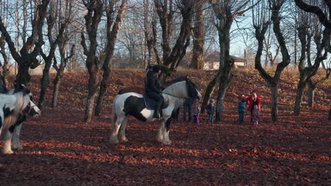 Katvari,-Latvia---October-31,-2021:-Pinto-Irish-cob-horses-irish-tinker-stallions-in-Old-Linden-Alley,-Katvaru-Manor-Park,-Latvia