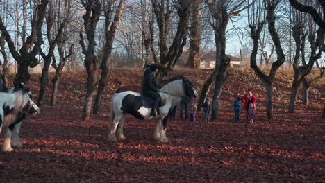 Katvari,-Lettland---31.-Oktober-2021:-Pinto-Irish-Cob-Pferde-Irish-Tinker-Hengste-In-Alter-Lindengasse,-Katvaru-Manor-Park,-Lettland