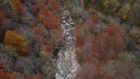 River-in-mountain-forest-with-red-and-yellow-trees-autumn-foliage-aerial-view