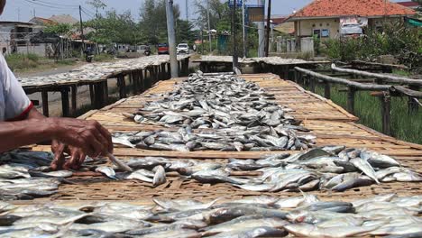 Workers-arranging-fish-to-be-dried-in-the-sun,-to-be-made-into-dried-salted-fish,-Pekalongan,-October-25,-2021