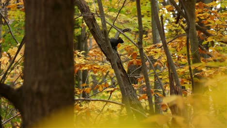 Kleines-Dunkles,-Wachsames-Eichhörnchen-Steht-Auf-Einem-Baum,-Verschwommene-Blätter-Im-Vordergrund---Herbstlandschaft