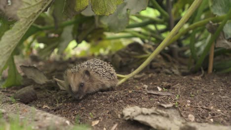 Little-European-Hedgehog-Foraging-Food-Amidst-Zucchini-Plants-Garden