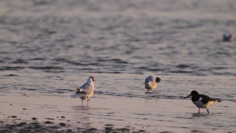 Group-of-Black-headed-gull-walking-on-sandy-wet-shoreline,-looking-for-food,-handheld,-evening