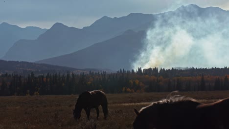 Horse-grazing-with-fire-in-mountains-horse-pass-by