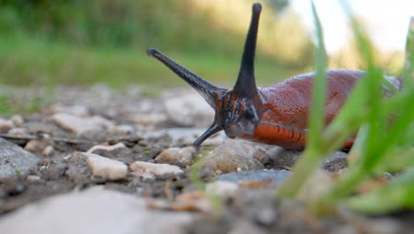 European-Red-Slug-with-Black-Antenna-crawling-in-wildlife,macro
