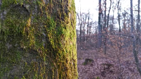 Tronco-De-árbol-Cubierto-De-Musgo-En-Un-Bosque-Alemán-En-Un-Soleado-Día-De-Primavera