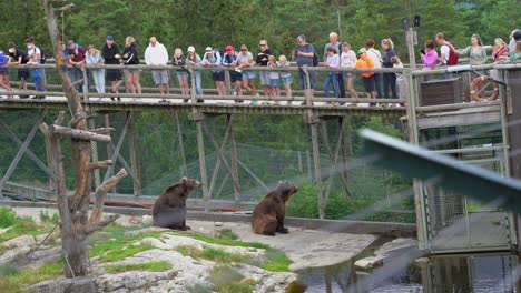Crowd-of-people-watching-two-sad-brown-bears-in-captivity---Bjørneparken-bear-park-Norway---Static-shot-with-blurred-fence-in-foreground-and-bears-behind