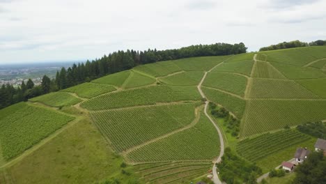 Aerial-orbit-of-wine-vineyard-terraces-in-green-hill-and-houses-surrounded-by-pine-forest,-mountains-in-background-on-an-overcast-day,-Switzerland
