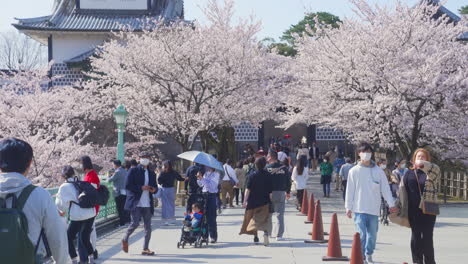 Menschen-Mit-Maske-Schlendern-Während-Der-Sakura-Saison-In-Kanazawa,-Japan,-Durch-Den-Kenroku-en-Garten