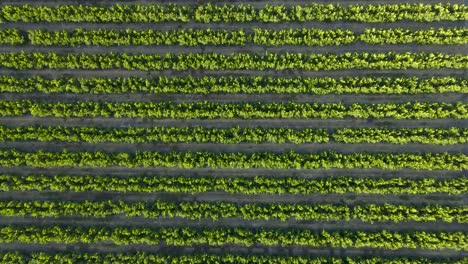 Luftaufnahme-Von-Waru-Waru-Mandarinenplantagen-Auf-Einem-Bauernhoffeld-An-Einem-Sonnigen-Tag