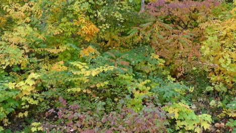Natürliche-Herbstfarbpalette,-Grüne,-Gelbe-Und-Rote-Bäume