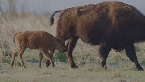 Bison-calf-walking-with-mother-in-a-field