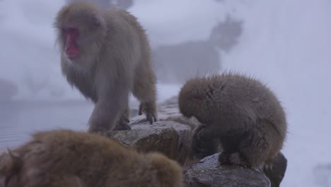 Macacos-Japoneses-En-Busca-De-Comida-A-Lo-Largo-Del-Borde-De-La-Piscina-Geotérmica,-Nagano
