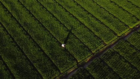 Aerial-top-down-shot-showing-worker-between-green-agricultural-fields-during-sunset-time-in-Vietnam